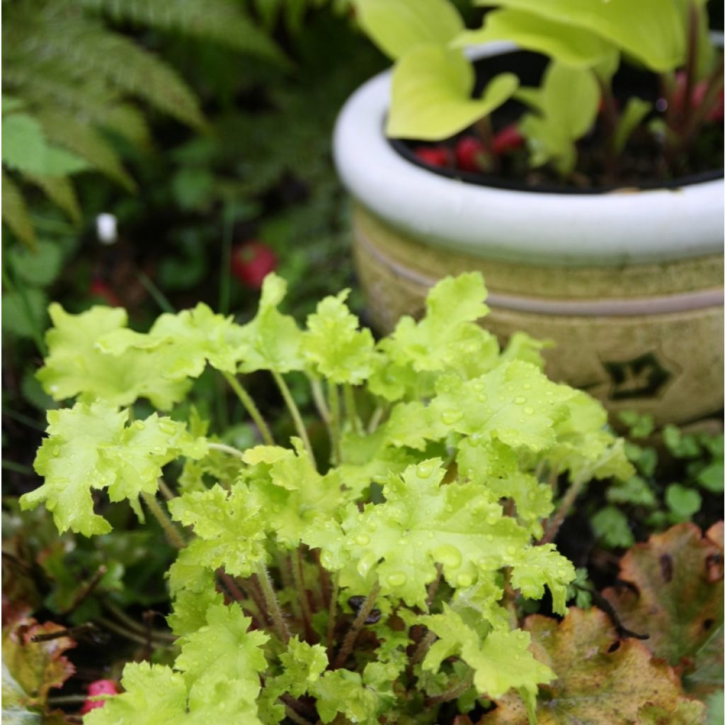 Heuchera citronelle