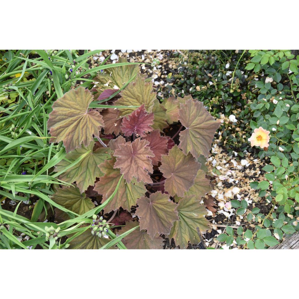 Heuchère - Heuchera Bronze Beauty