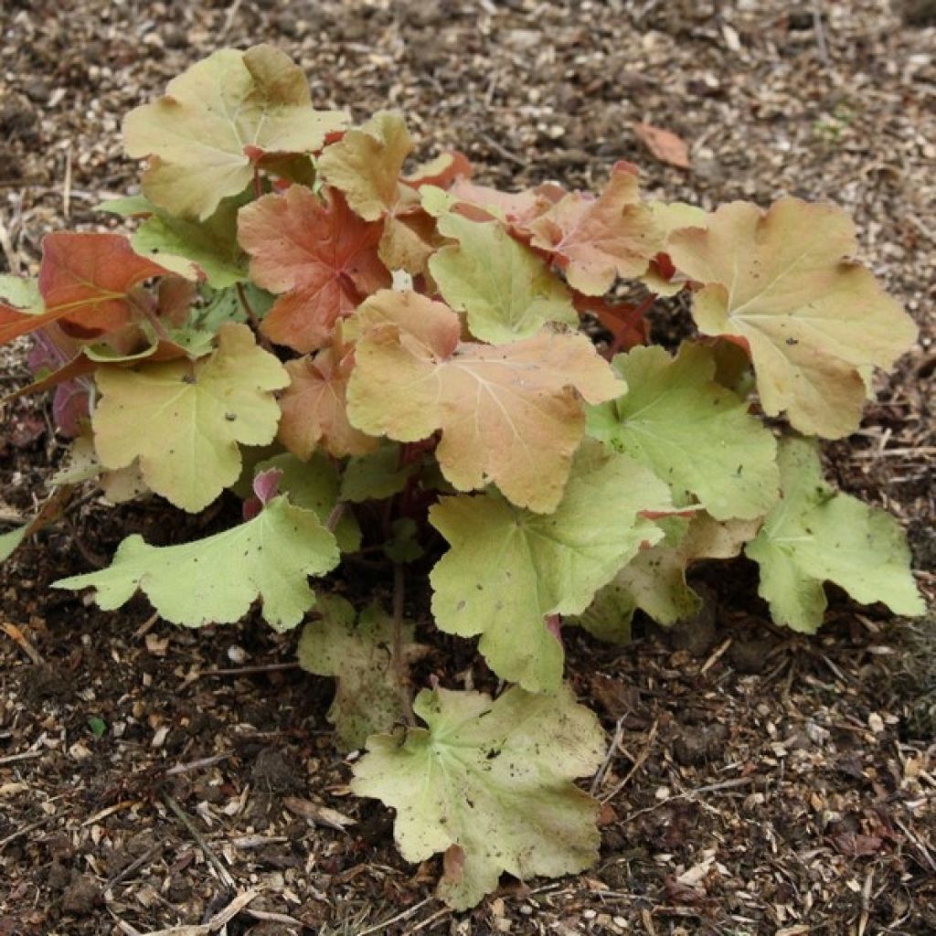 Heuchère - Heuchera Caramel