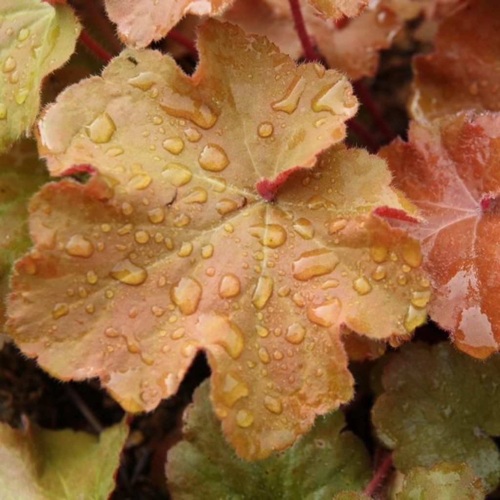 Heuchère - Heuchera Caramel