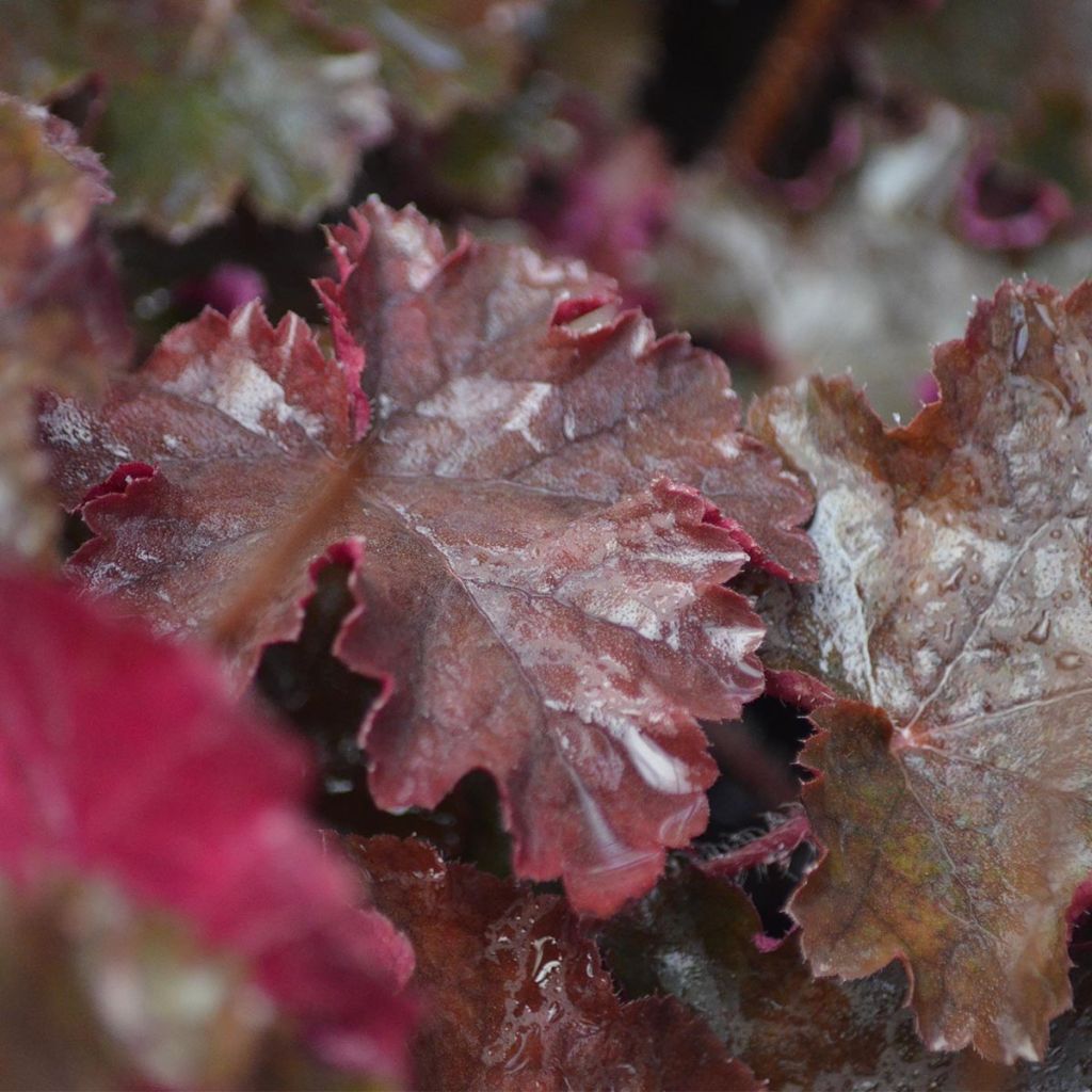 Heuchère, Heuchera Chocolate Ruffle