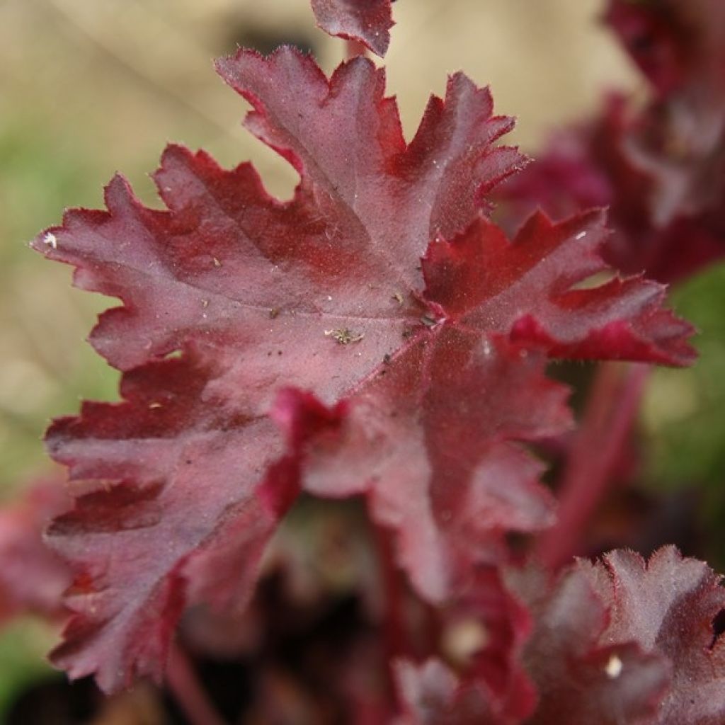 Heuchère, Heuchera Chocolate Ruffle