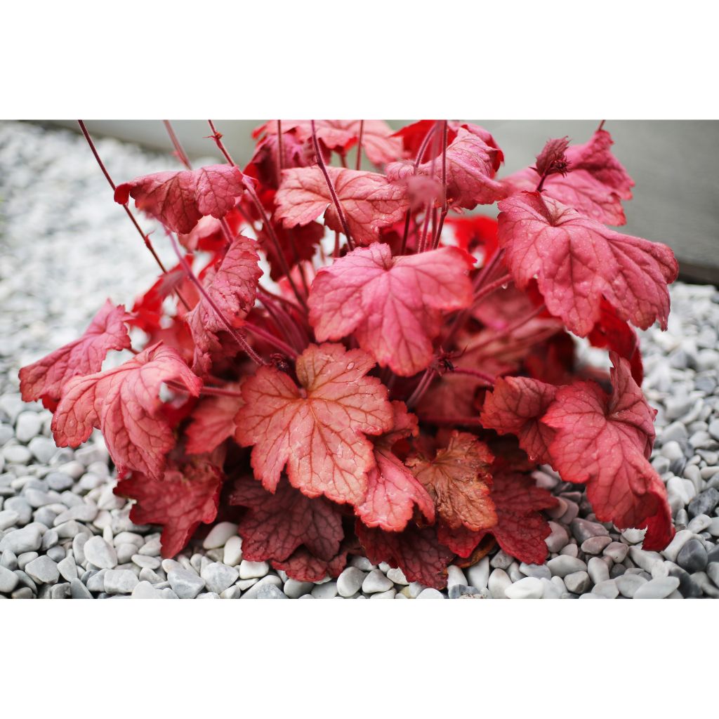 Heuchère, Heuchera Georgia Peach