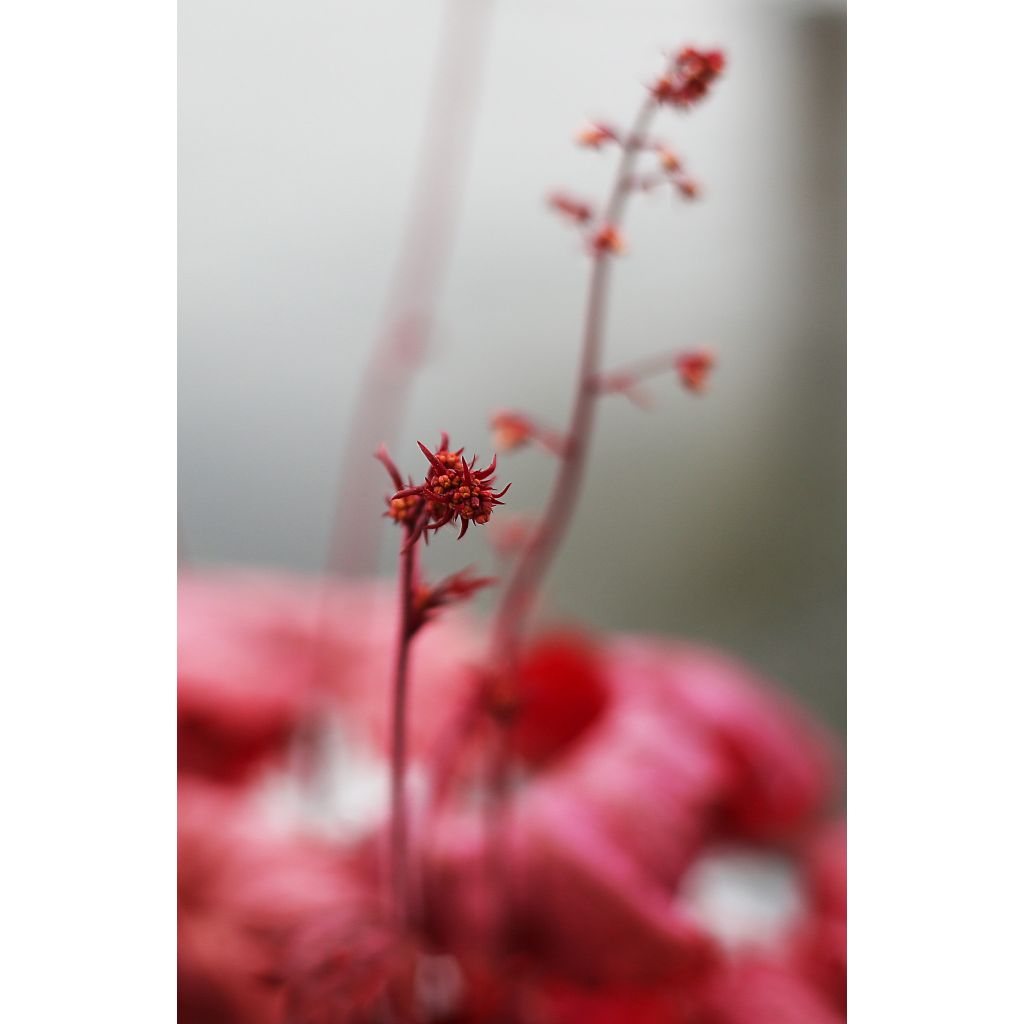 Heuchère, Heuchera Georgia Peach