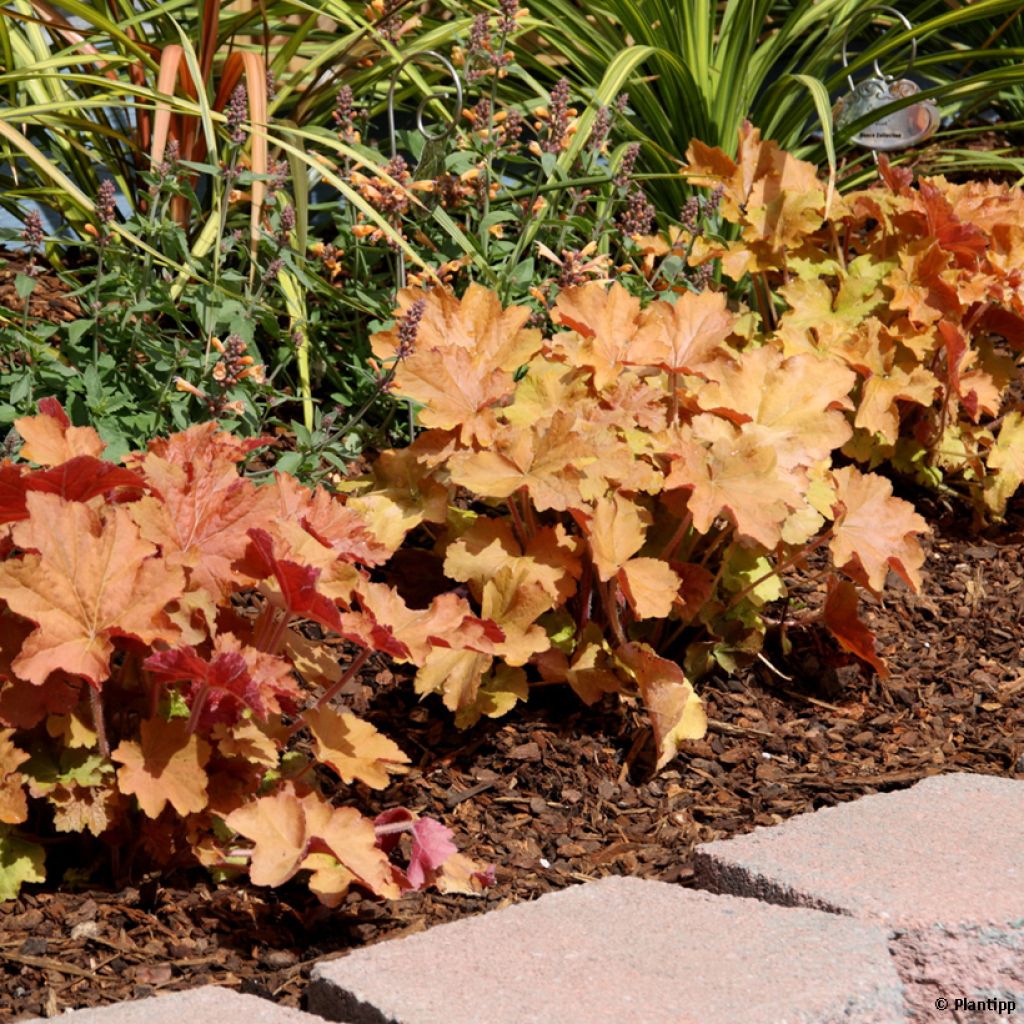 Heuchère - Heuchera Kassandra