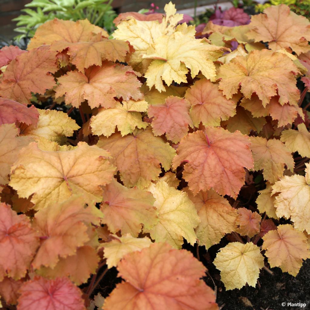 Heuchère - Heuchera Kassandra