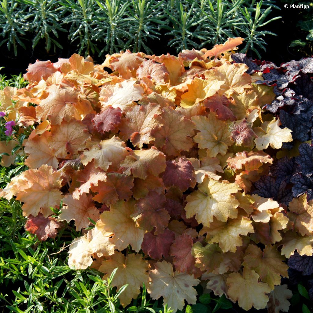 Heuchère - Heuchera Kassandra