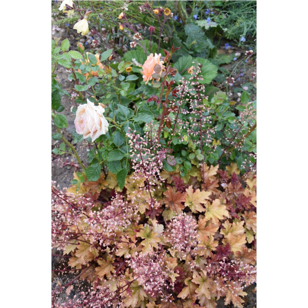 Heuchère - Heuchera Marmelade