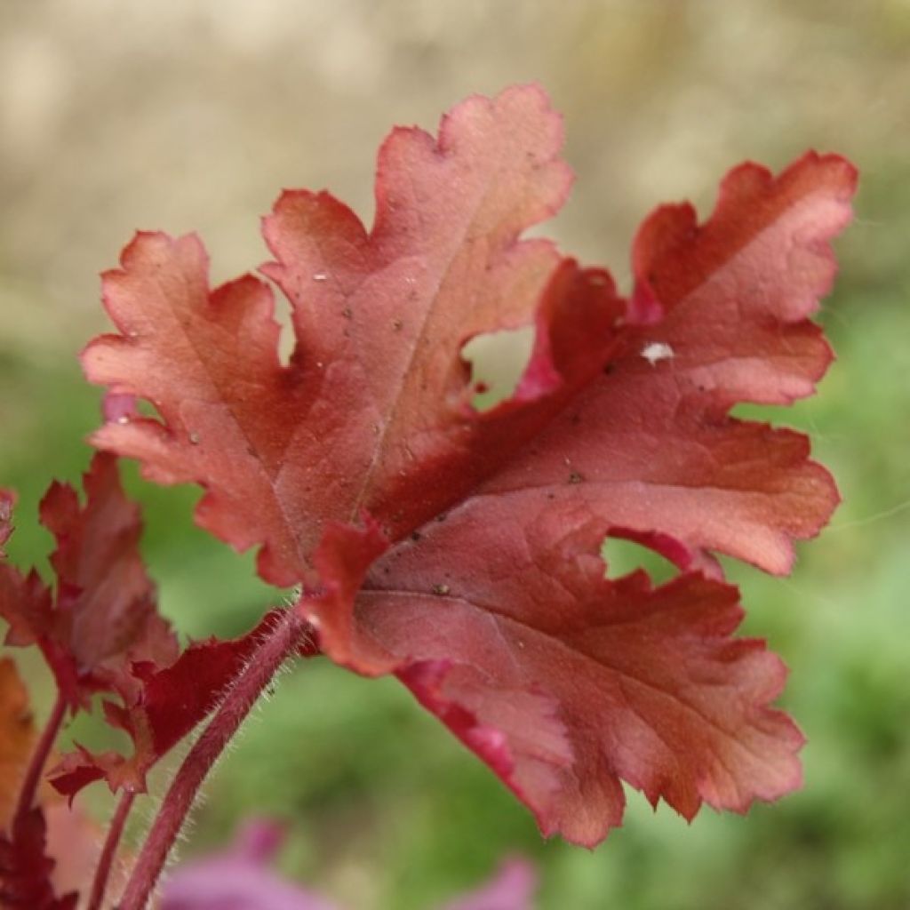 Heuchère - Heuchera Marmelade