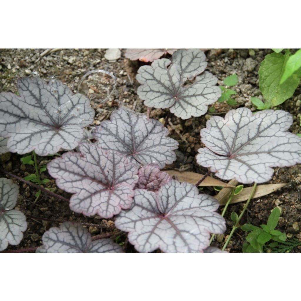 Heuchère - Heuchera Sugar Plum