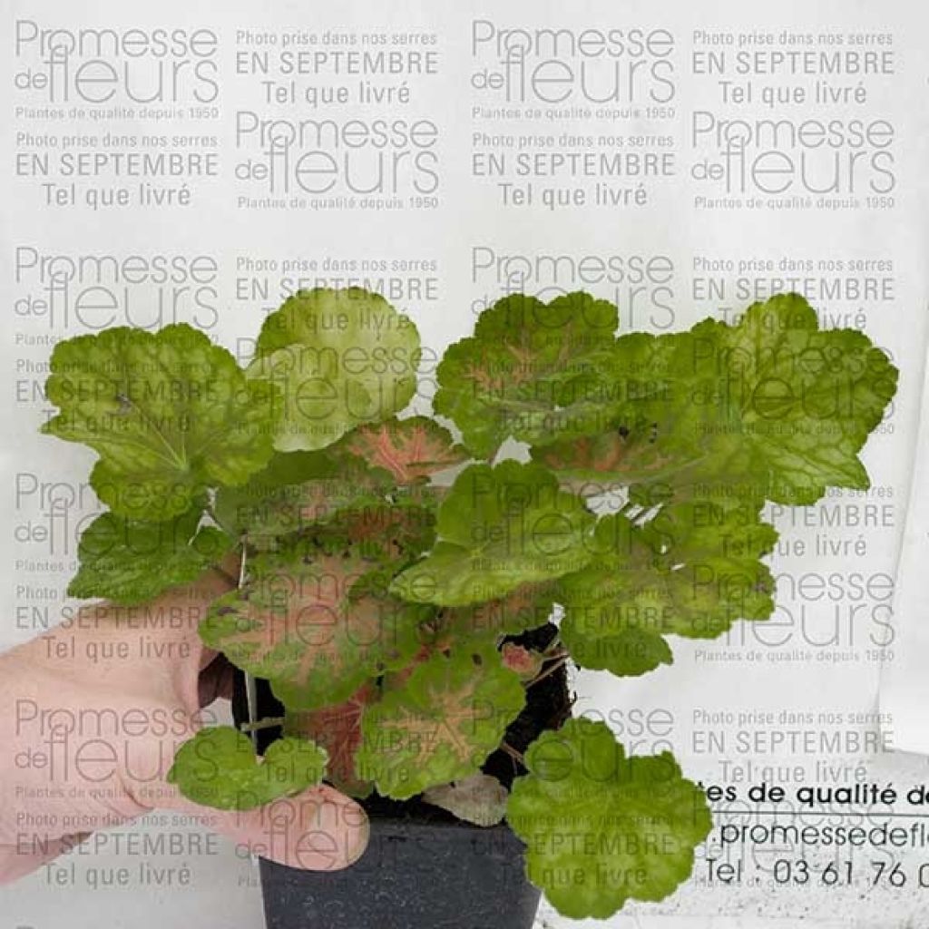 Heuchère, Heuchera Tiramisu