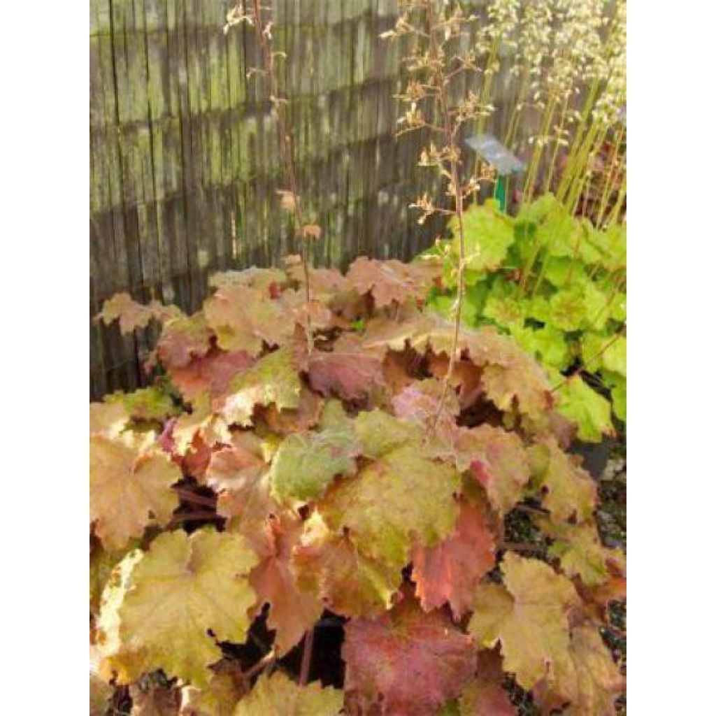 Heuchère - Heuchera Kassandra