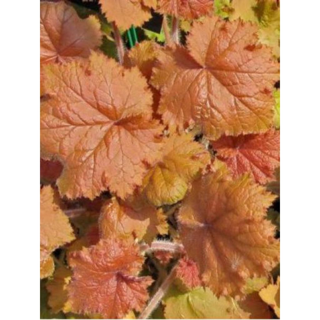 Heuchère - Heuchera Kassandra