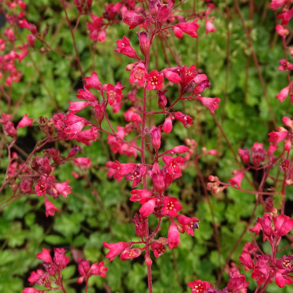 Heuchère Pluie de Feu - Heuchera