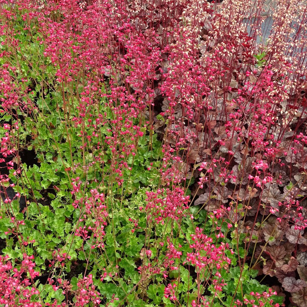 Heuchère Pluie de Feu - Heuchera