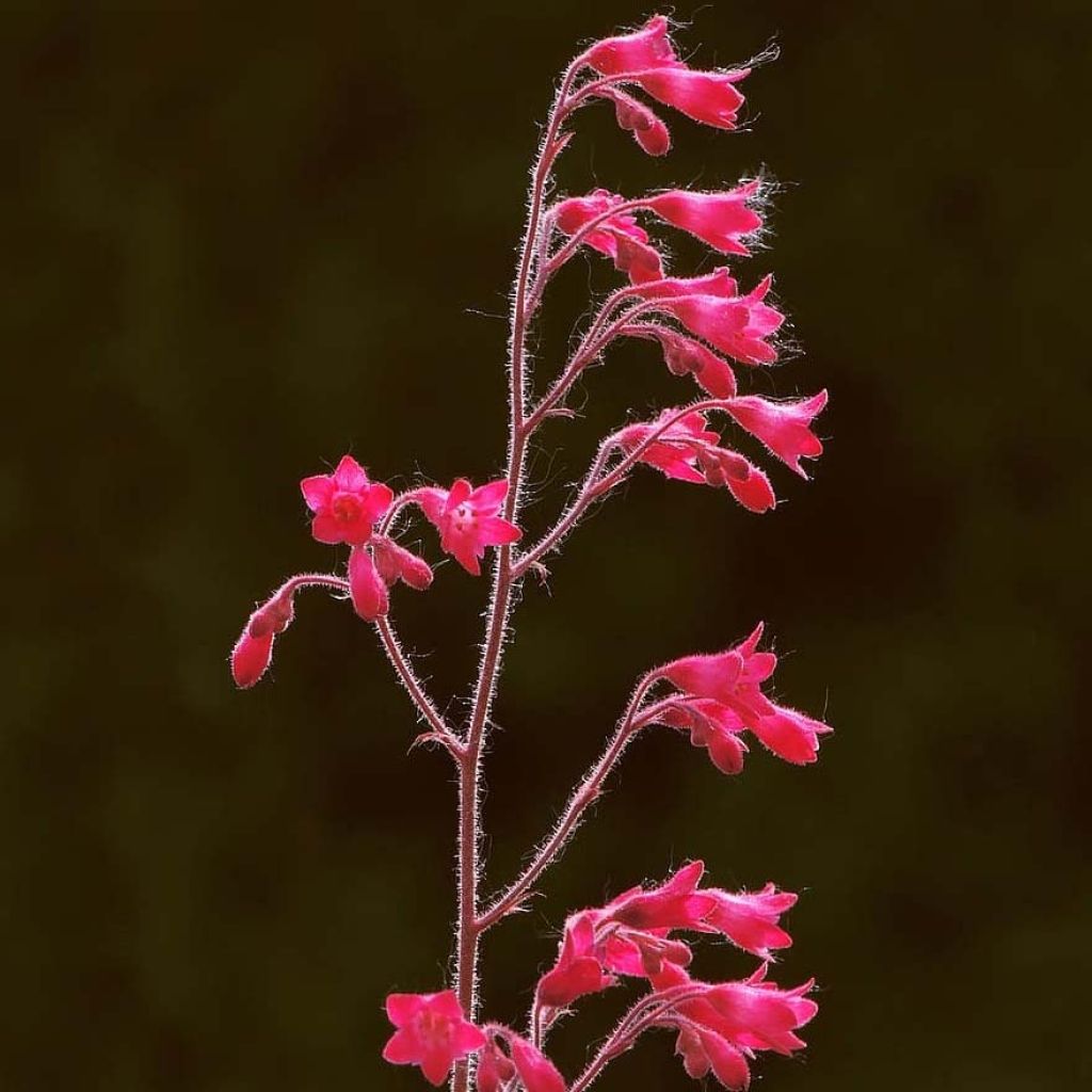 Heuchère Pluie de Feu - Heuchera