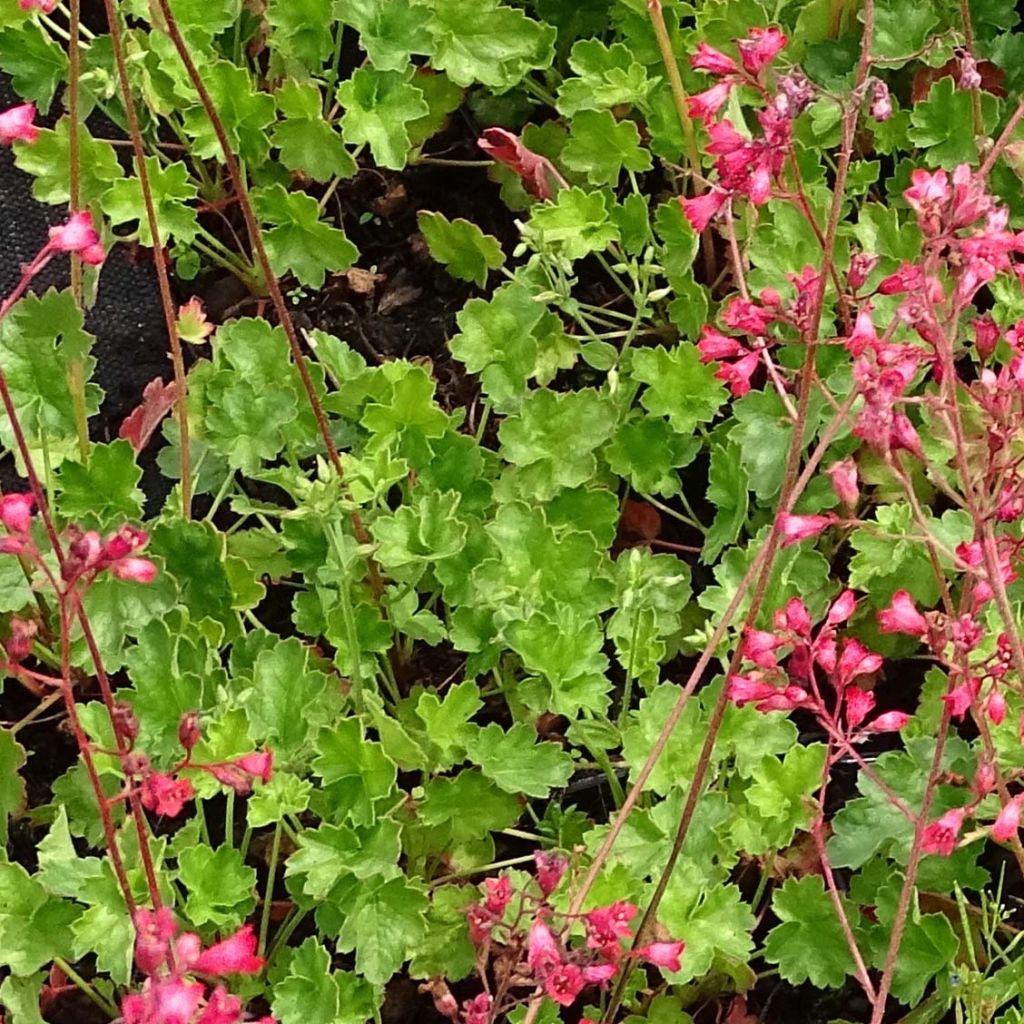 Heuchère Pluie de Feu - Heuchera