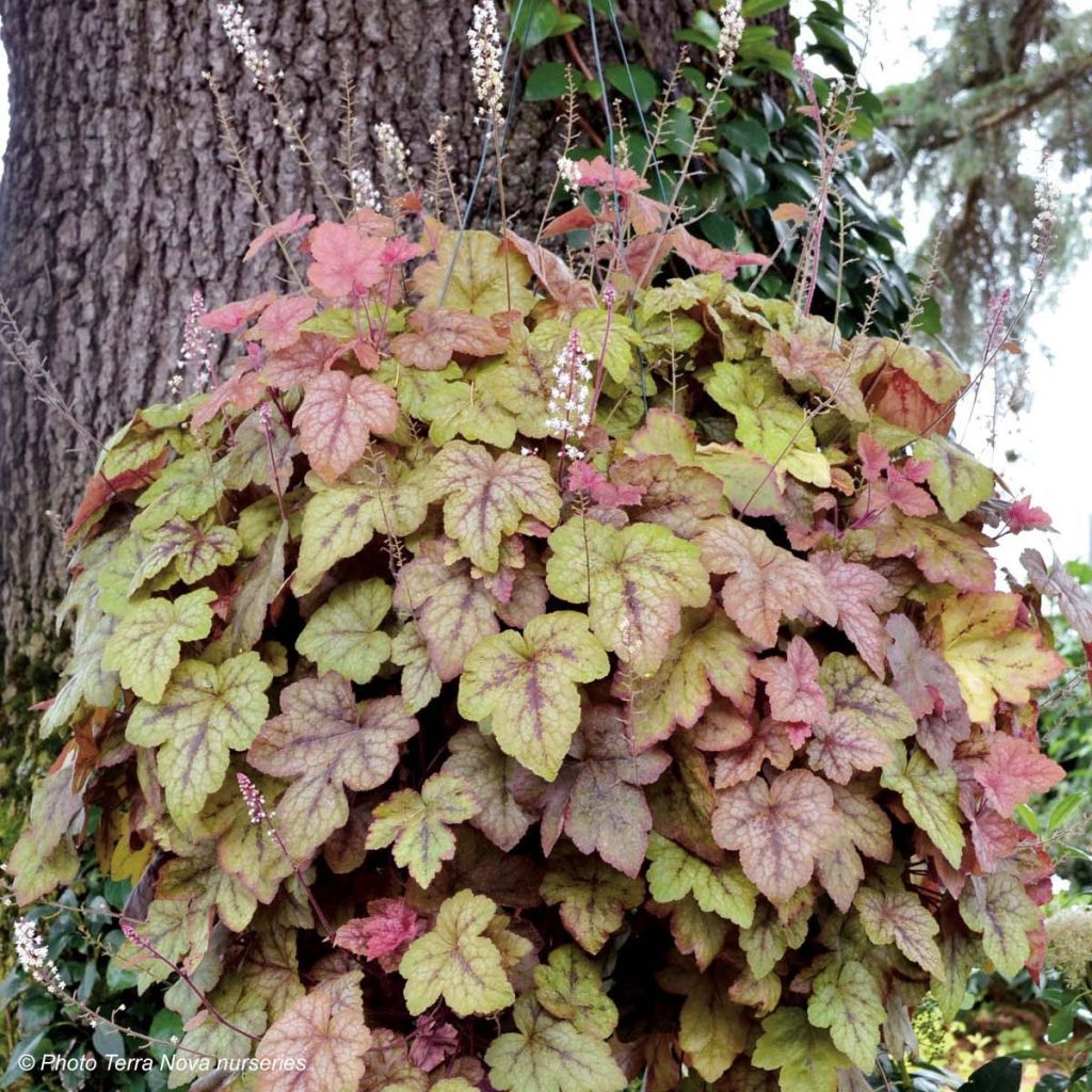 Heucherella Redstone Fall