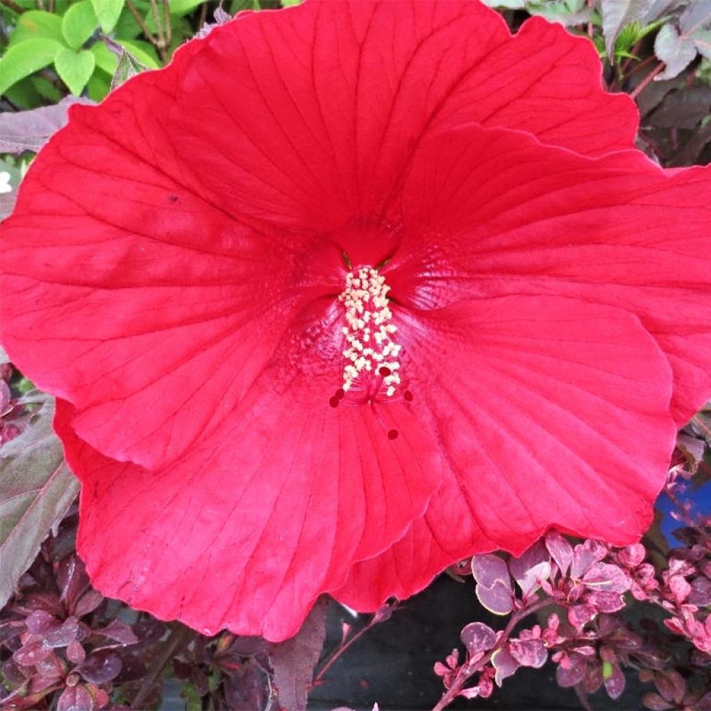 Hibiscus moscheutos Midnight Marvel - Hibiscus des marais