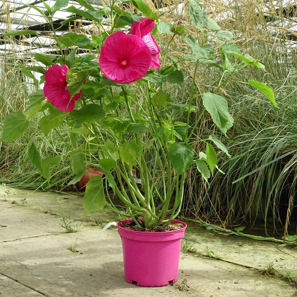 Hibiscus moscheutos Rose - Hibiscus des marais