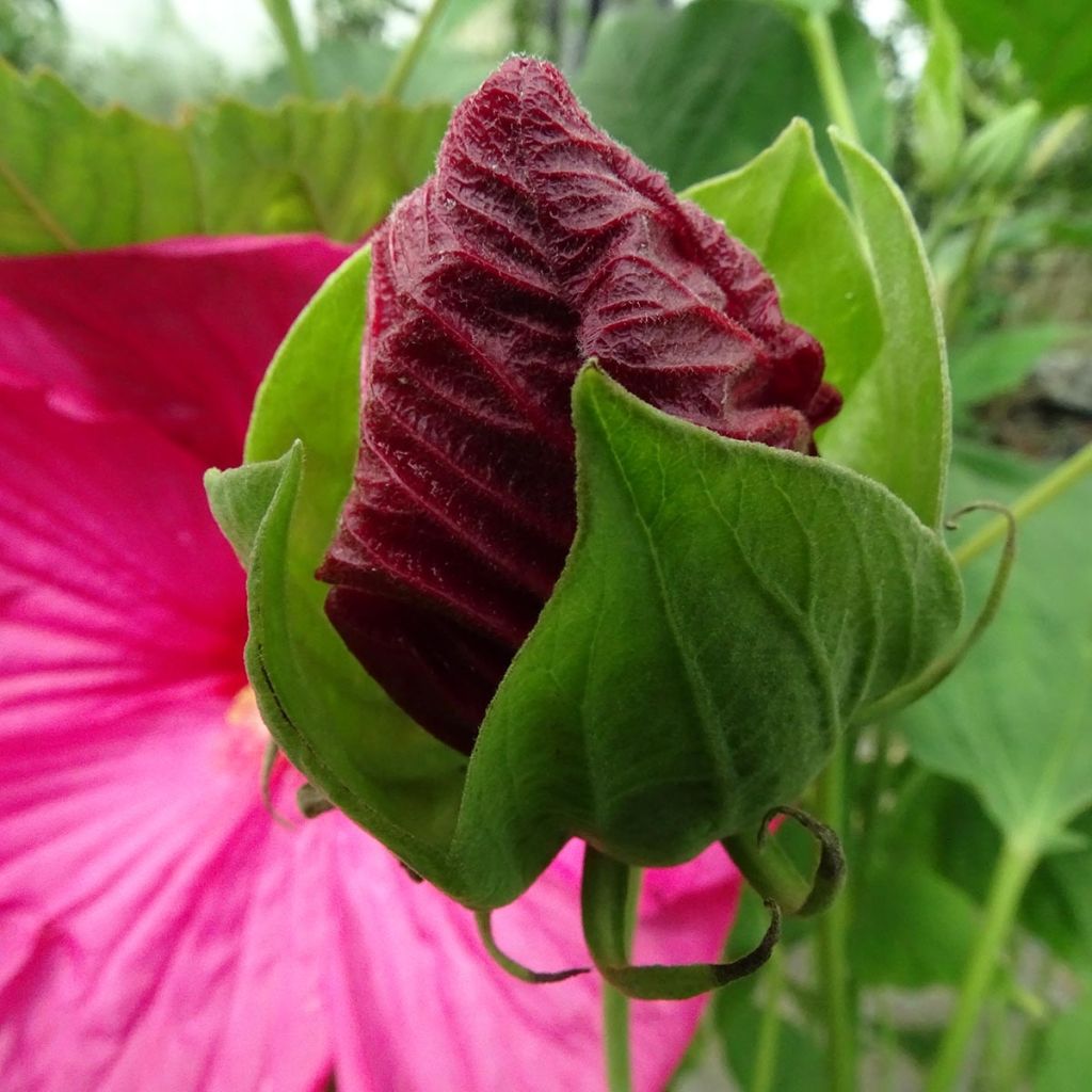 Hibiscus moscheutos Rose - Hibiscus des marais