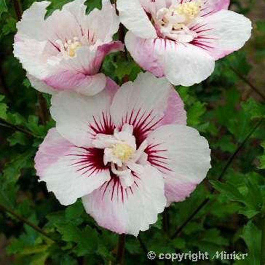 Hibiscus syriacus Pinky Spot - Althéa rose