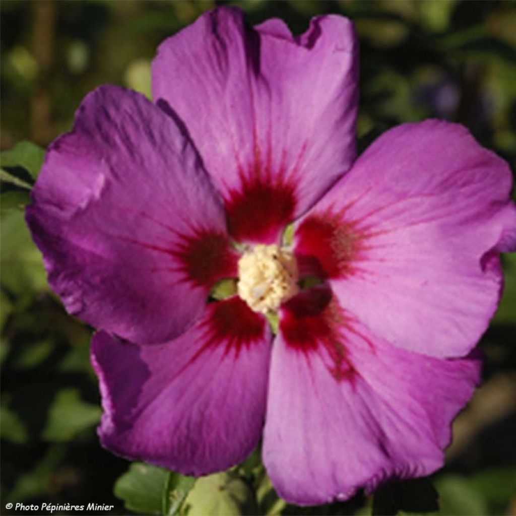 HIbiscus Russian Violet (II) - Althea rose violacé