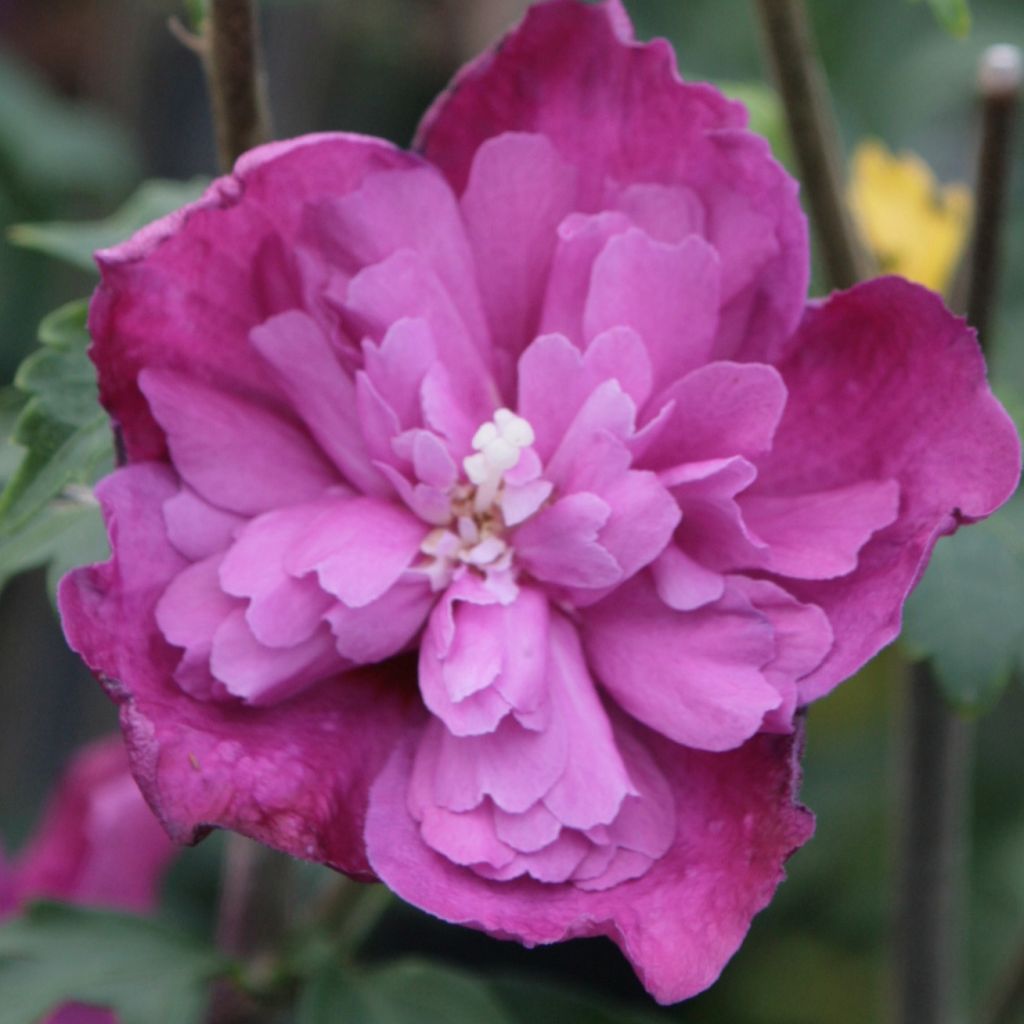 hibiscus syriacus Purple Ruffles - Althea double pourpre violine