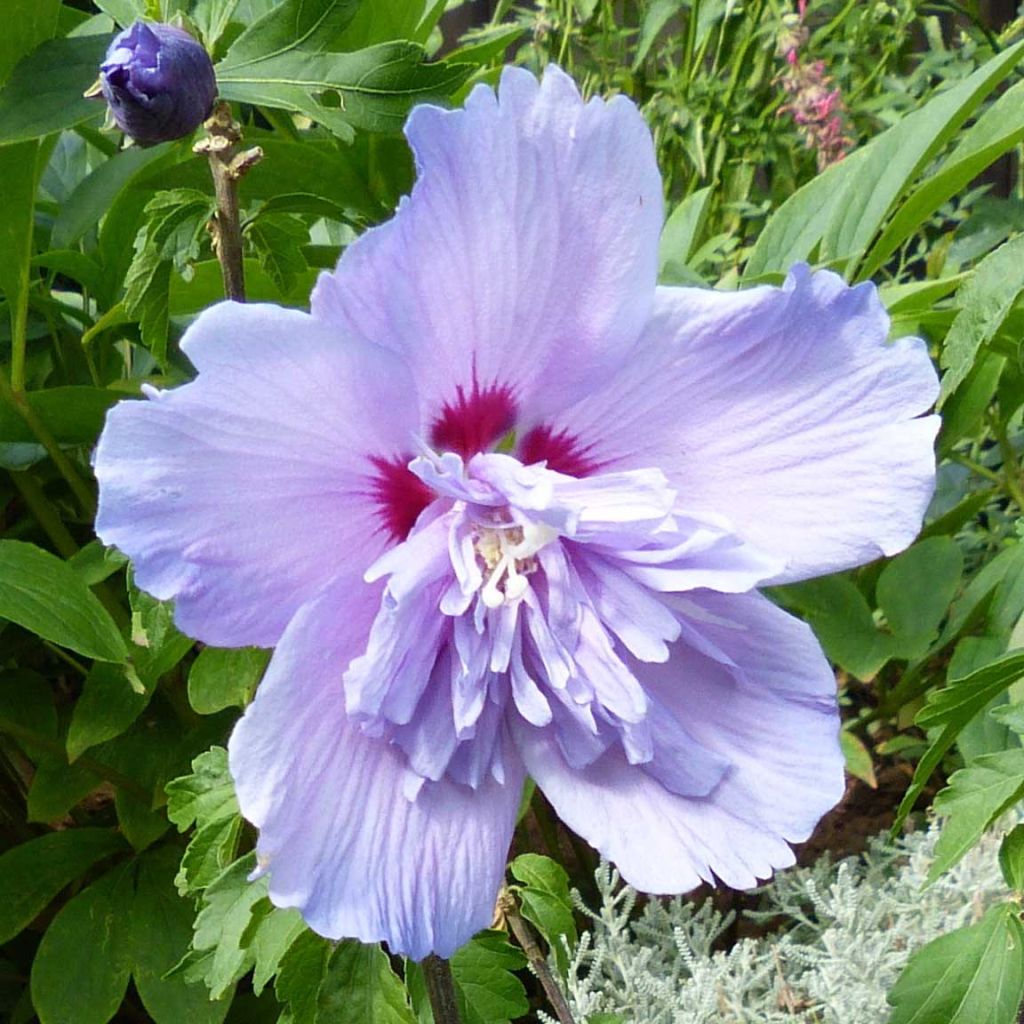 Hibiscus syriacus Blue Chiffon - Althea bleu double