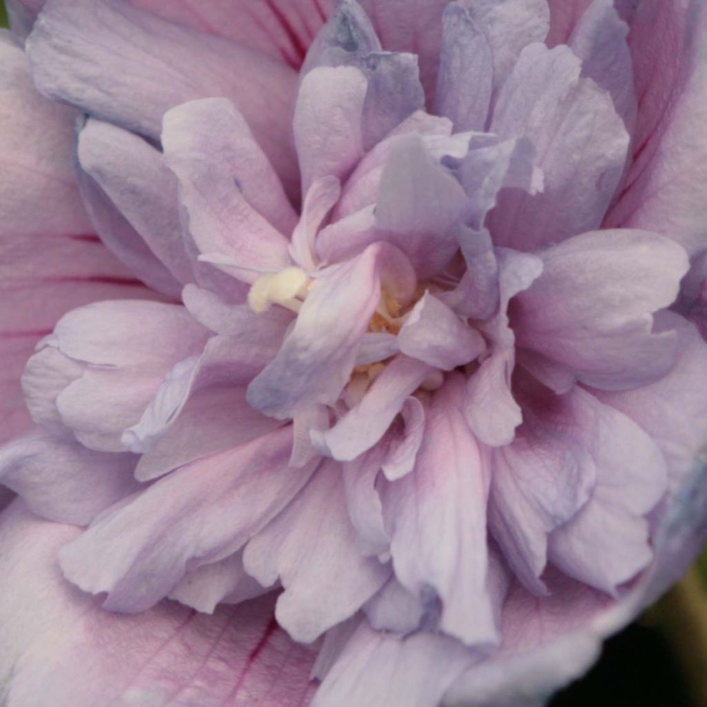 Hibiscus syriacus Blue Chiffon - Althea bleu double