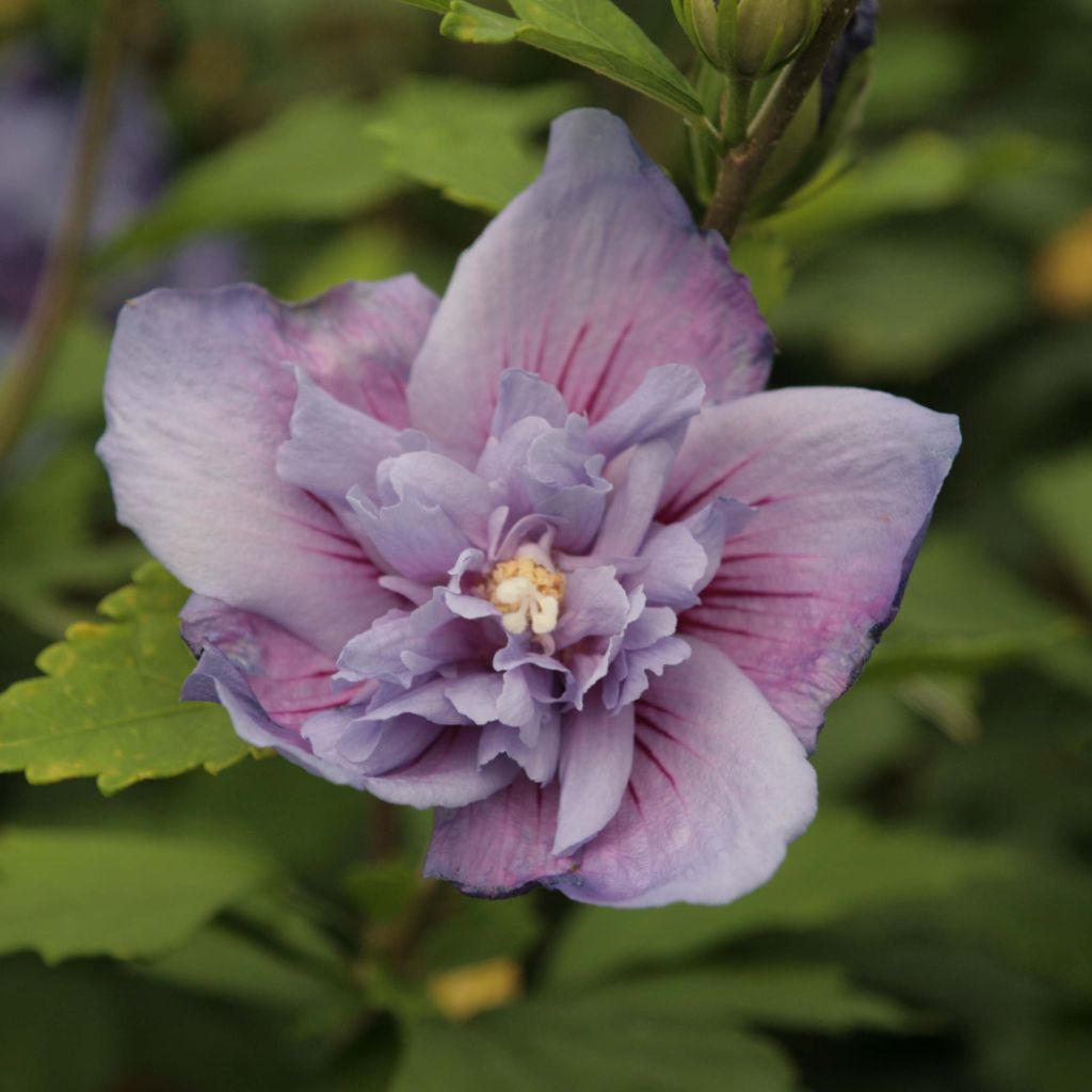 Hibiscus syriacus Blue Chiffon - Althea bleu double