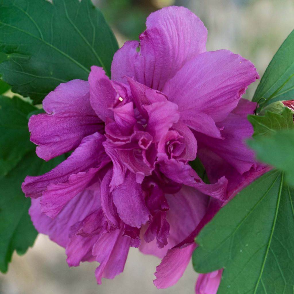 Hibiscus syriacus Freedom - Althéa