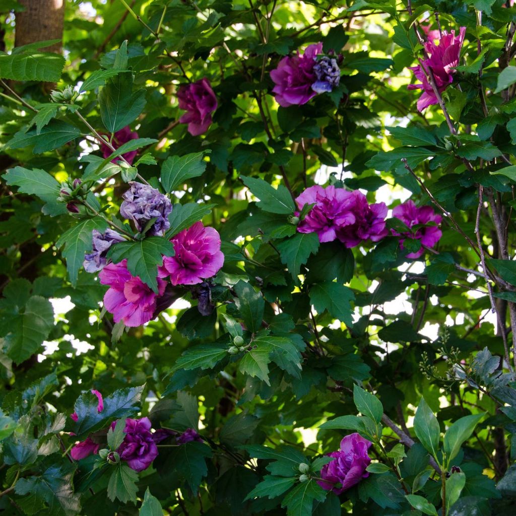 Hibiscus syriacus Freedom - Althéa