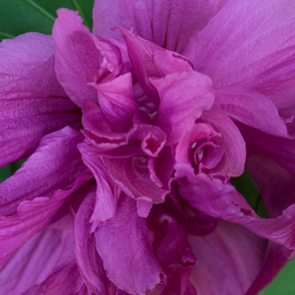 Hibiscus syriacus Freedom - Althéa