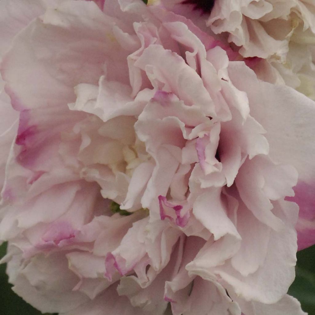 Hibiscus syriacus French Cabaret Pastel - Althéa blanc rose double