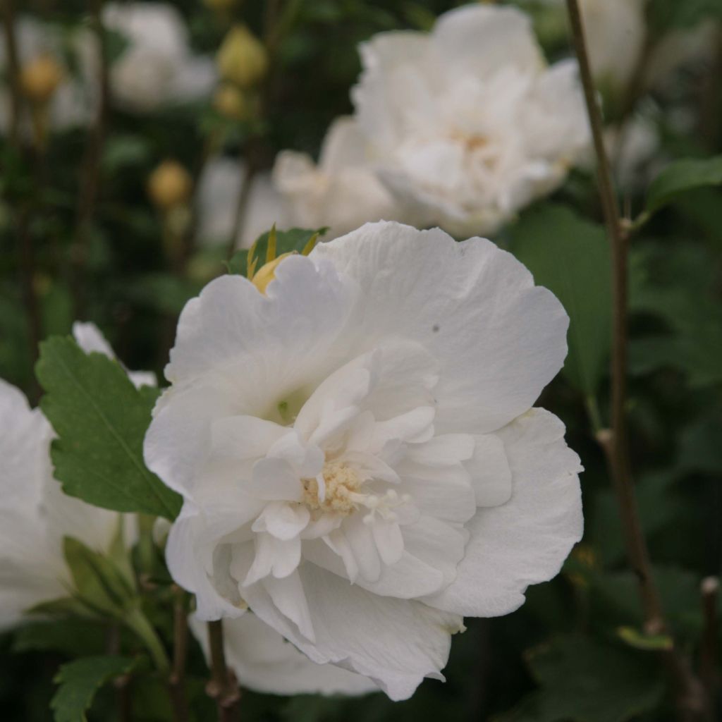 Hibiscus syriacus White Chiffon - Althéa blanc double