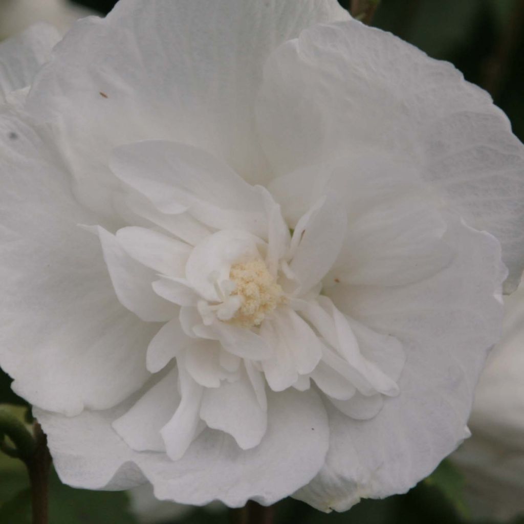 Hibiscus syriacus White Chiffon - Althéa blanc double