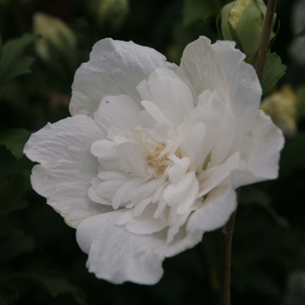Hibiscus syriacus White Chiffon - Althéa blanc double
