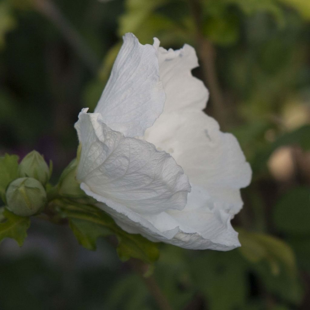 Hibiscus syriacus White Chiffon - Althéa blanc double