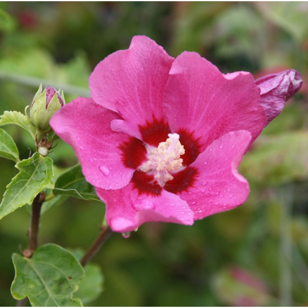 Hibiscus syriacus Woodbridge 