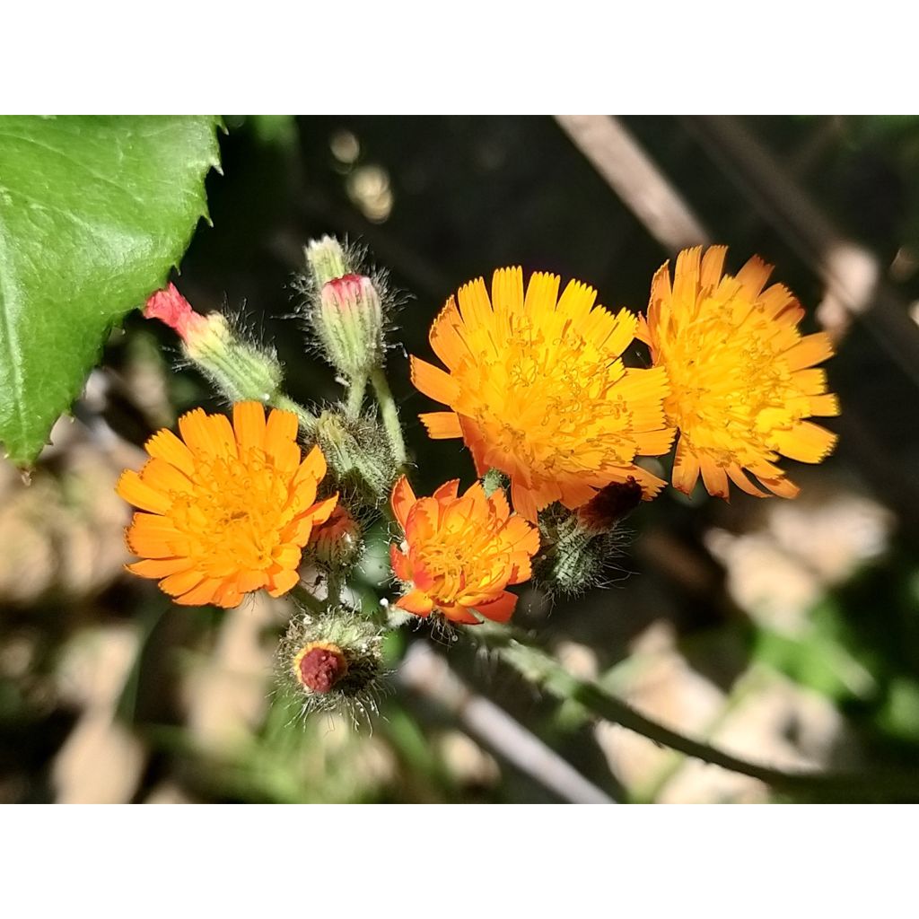 Hieracium aurantiacum - Epervière