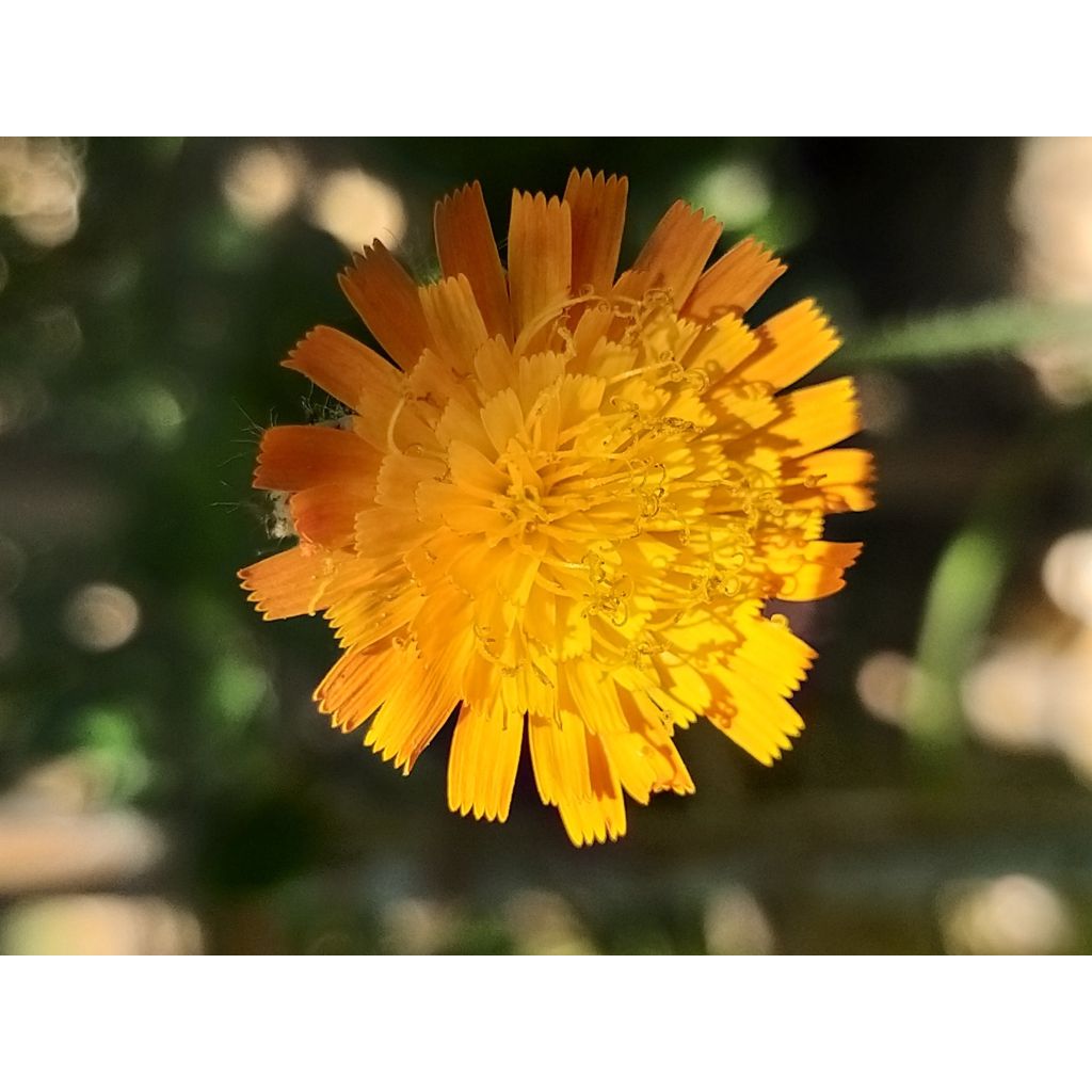 Hieracium aurantiacum - Epervière