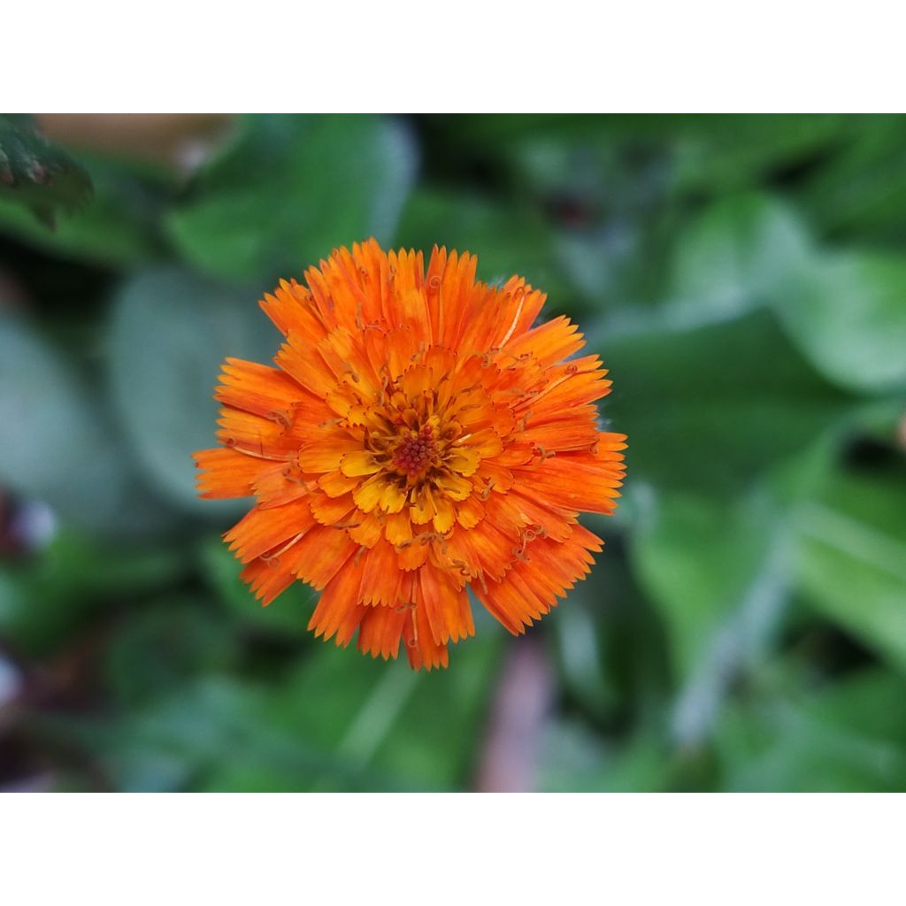 Hieracium aurantiacum - Epervière