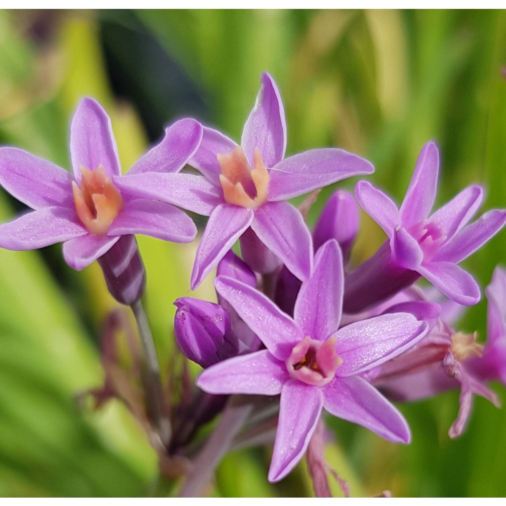 Tulbaghia Himba - Tulbaghie hybride 