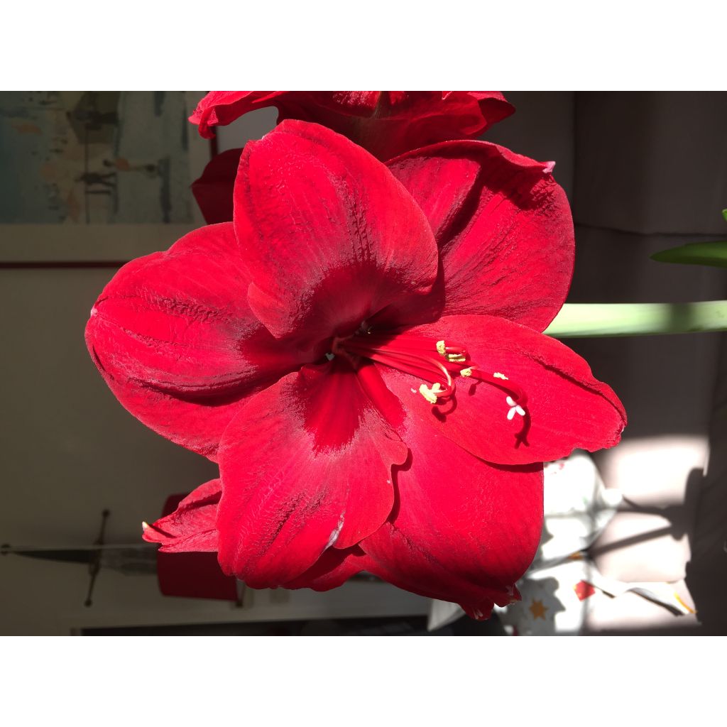 Amaryllis Benfica