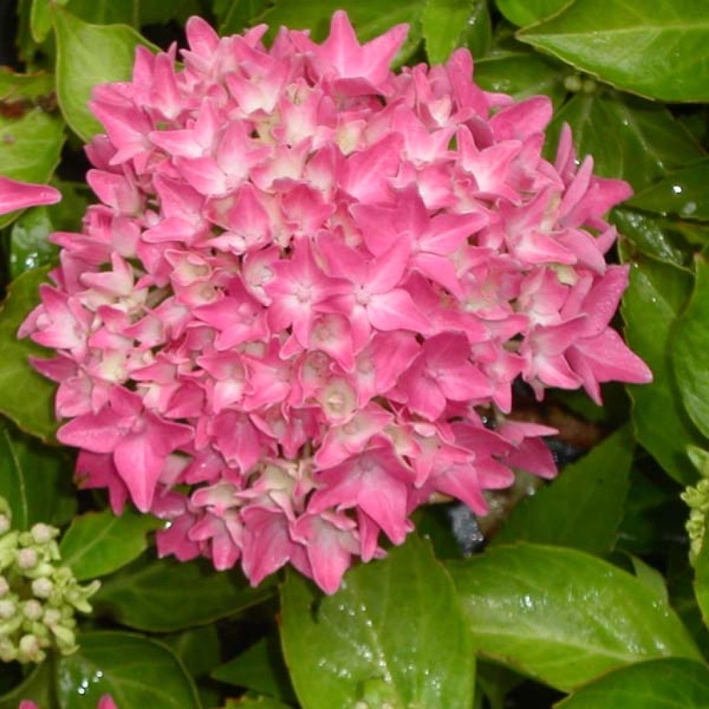 Hortensia Tovelit