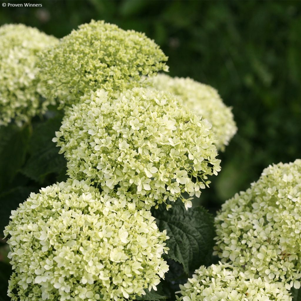 Hortensia arborescens BellaRagazza Limetta