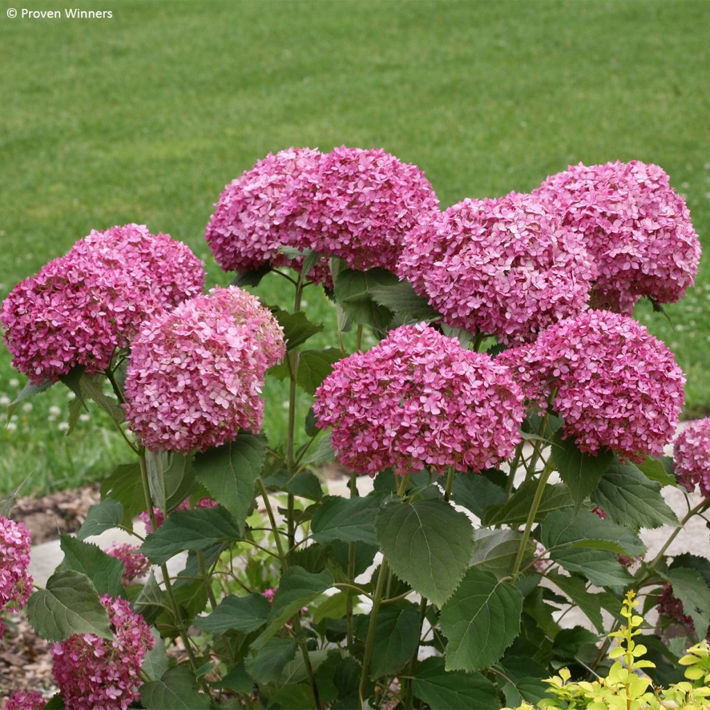 Hortensia arborescens BellaRagazza Mauvette