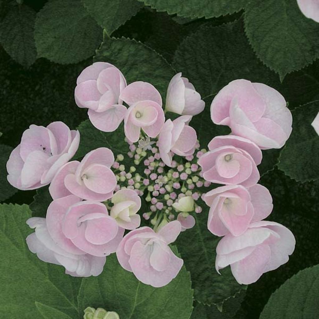 Hortensia - Hydrangea macrophylla Hovaria Hobella