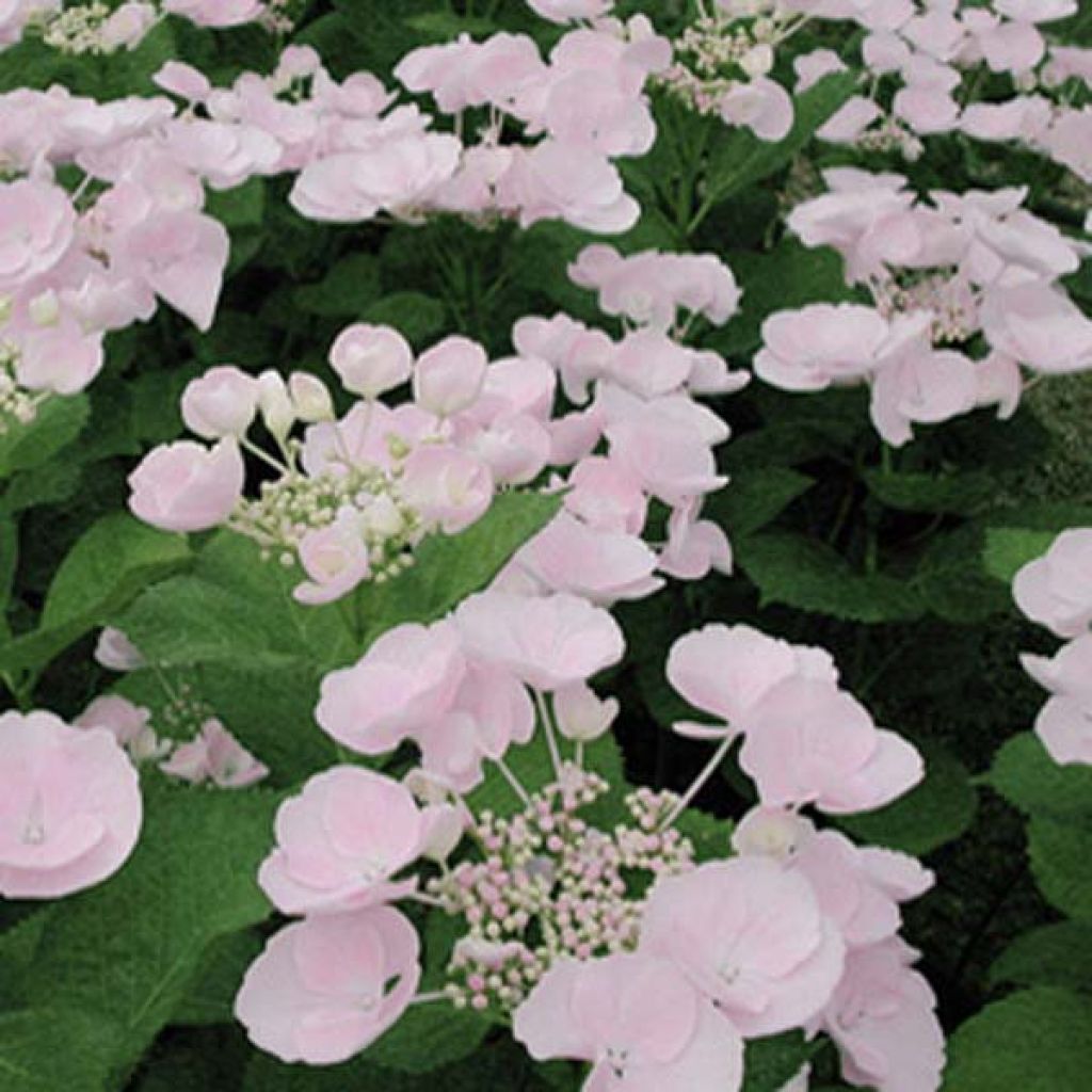 Hortensia - Hydrangea macrophylla Hovaria Hobella